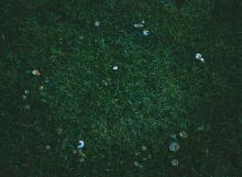 Image related to Lawn and Turf-Fairy Ring and Mushrooms