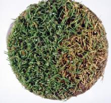 Image related to Lawn and Turf-Microdochium Patch (Pink Snow Mold)