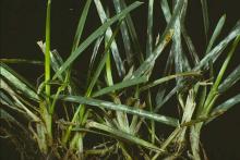 Image related to Lawn and Turf-Powdery Mildew