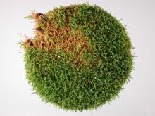 Image related to Lawn and Turf-Pythium Crown and Root Rot