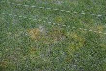 Image related to Lawn and Turf-Pythium Crown and Root Rot