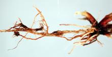 Image related to Lawn and Turf-Pythium Crown and Root Rot