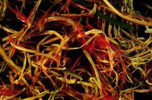 Image related to Lawn and Turf-Red Thread