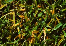 Image related to Lawn and Turf-Rusts