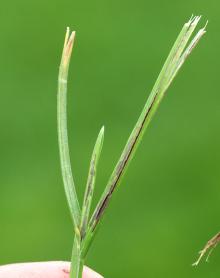 PNW Plant Disease Image