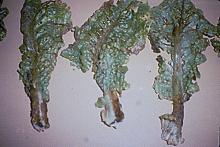 Image related to Lettuce (Lactuca sativa)-Anthracnose