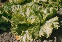 Image related to Lettuce (Lactuca sativa)-Big Vein