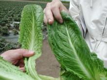 Image related to Lettuce (Lactuca sativa)-Big Vein