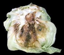 Image related to Lettuce (Lactuca sativa)-Bottom Rot