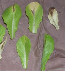 Image related to Lettuce (Lactuca sativa)-Downy Mildew