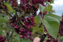 Image related to Lilac (Syringa spp.)-Bacterial Blight