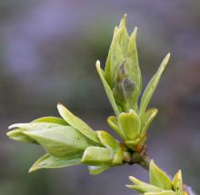 Two lilac buds just starting to grow