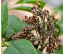 Image related to Lilac (Syringa spp.)-Gray Mold