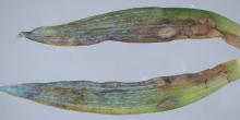 Image related to Lily (Lilium spp.)-Botrytis Blight (Fire)