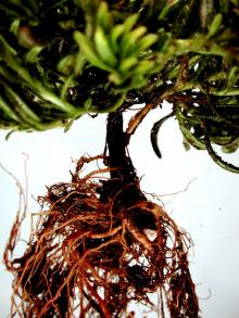 Image related to Lithodora diffusa -Black Root Rot