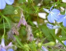 Image related to Lobelia-Botrytis Blight