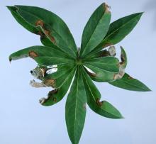 Image related to Lupine (Lupinus spp.)-Leaf Spots