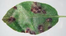 Image related to Madrone (Arbutus menziesii)-Leaf Spots and Blights