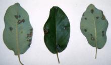 Image related to Madrone (Arbutus menziesii)-Leaf Spots and Blights