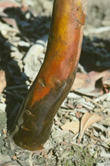 Image related to Madrone (Arbutus menziesii)-Phytophthora Canker