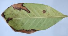 One magnolia leaf