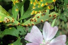 Image related to Hollyhock (Alcea rosea)-Rust