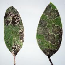 Image related to Manzanita (Arctostaphylos manzanita)-Leaf Spots