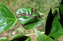 Image related to Maple (Acer spp.)-Anthracnose