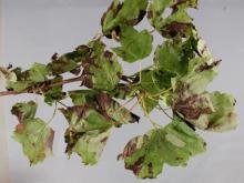 Image related to Maple (Acer spp.)-Anthracnose