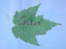 Image related to Maple (Acer spp.)-Anthracnose