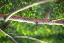 Image related to Maple (Acer spp.)-Nectria Canker