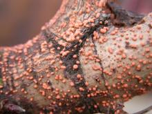 Image related to Maple (Acer spp.)-Nectria Canker