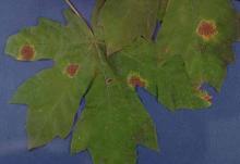 Image related to Maple (Acer spp.)-Tar Spots