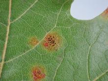 Image related to Maple (Acer spp.)-Tar Spots