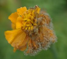 Image related to Marigold (Tagetes spp.)-Botrytis Blight