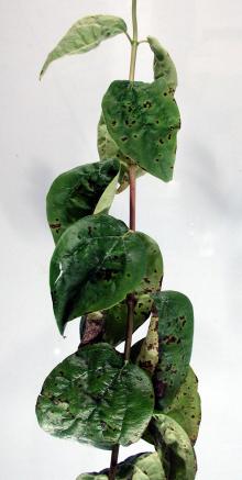 Image related to Mock Orange (Philadelphus spp.)-Bacterial Blight