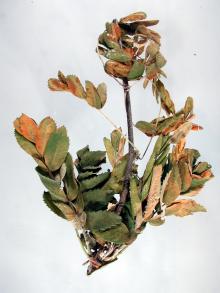 Image related to Mountain Ash (Sorbus spp.)-Fire Blight