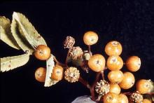 Image related to Mountain Ash (Sorbus spp.)-Rust