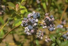 Image related to Blueberry (Vaccinium corymbosum)-Mummy Berry