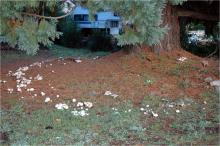 Image related to Lawn and Turf-Fairy Ring and Mushrooms