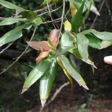 Image related to Myrtlewood (Umbellularia californica)-Sudden Oak Death