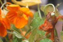 Nasturtium flowers