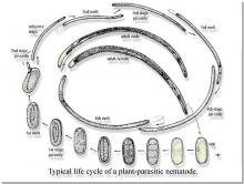 Image related to Nematodes