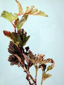 Image related to Ninebark (Physocarpus spp.)-Powdery Mildew