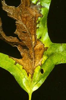 Image related to Oak (Quercus spp.)-Anthracnose