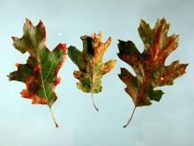 Image related to Oak (Quercus spp.)-Anthracnose