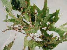 Image related to Oak (Quercus spp.)-Anthracnose