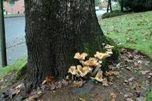 Oak (Quercus spp.)-Armillaria Root Rot