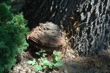 Oak (Quercus spp.)-Ganoderma Root and Butt Rot