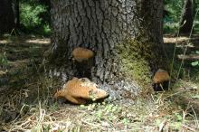 Oak (Quercus spp.)-Inonotus Root and Butt Rot